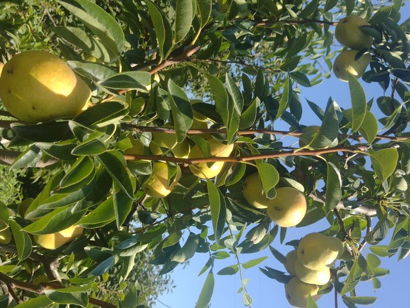 10 septembrie 2022 vedere in pom - Viorica