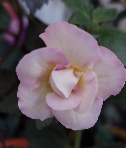  - BRID-S LUISA MARIA