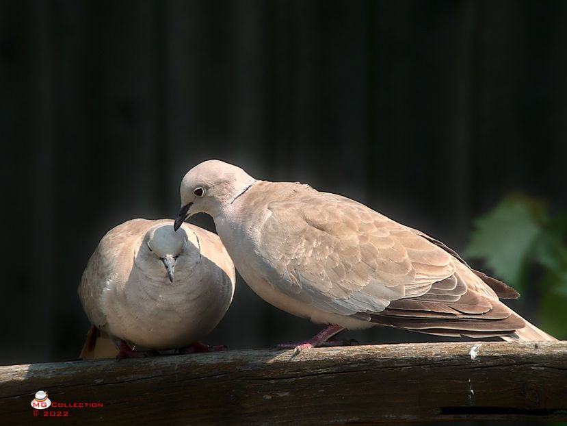 w- Gugu Chestii de familie-Family Staff 2 - PASARI - BIRDS