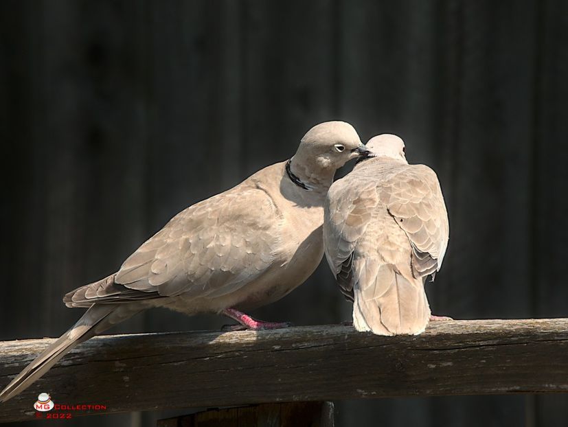 w- Gugu Chestii de familie-Family Staff - PASARI - BIRDS