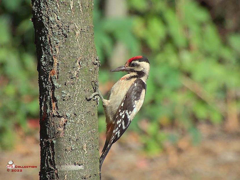 w-Ciocanitoare-Woodpecker 05 - PASARI - BIRDS