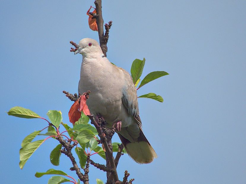 w-GuGu 05 - PASARI - BIRDS