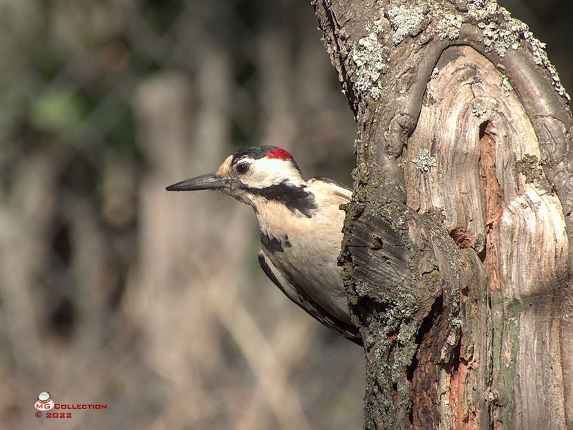 w-Woody 05 - PASARI - BIRDS