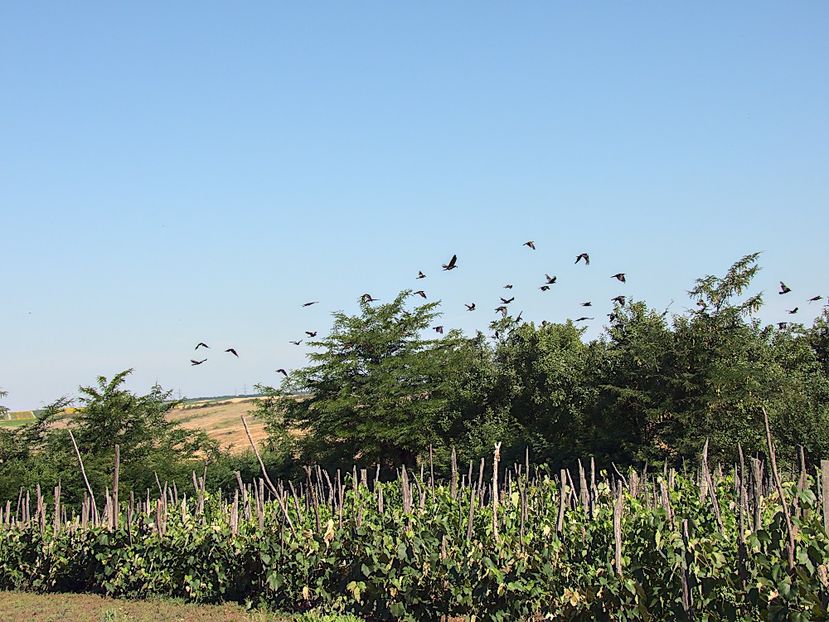 w-Gradina-Country Garden - PEISAJE-PARCURI-PARKS-LANDSCAPES