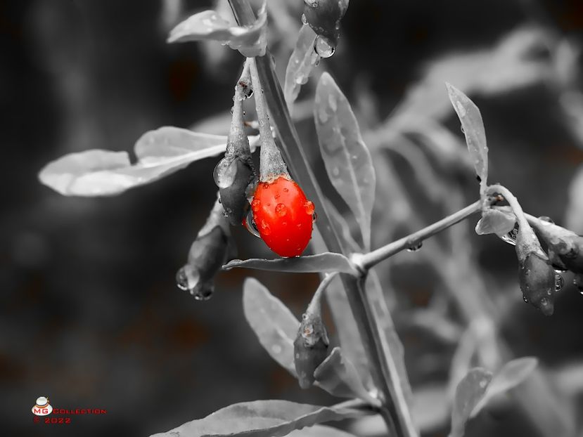 w-Fruct de Goji-Goji Berry 03 - DECO ART