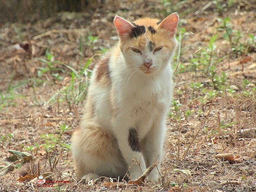 w-Cat 04 - --- PISICI si CAINI - CATS AND DOGS