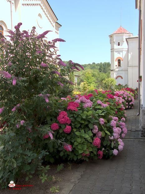 w-Flori la manastirea Bistrita, Vl 2 - FLORI - FLOWERS