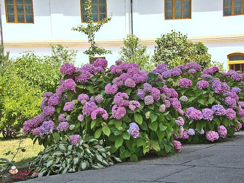 w-Flori la manastirea Bistrita, Vl - FLORI - FLOWERS