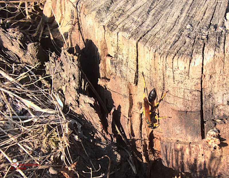 w-Viespe africana-African Hornet - INSECTE - BUGS