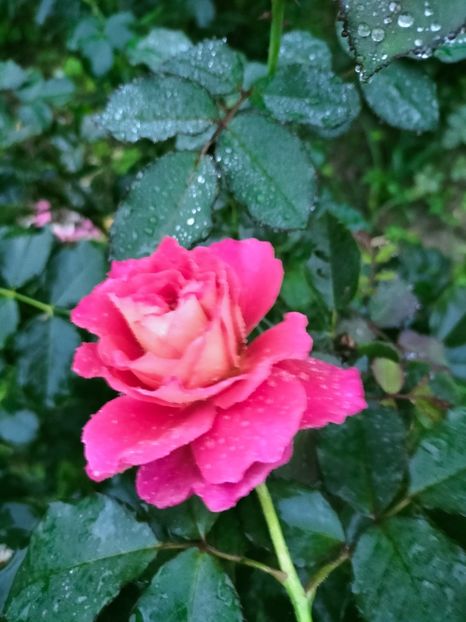 IMG20220910065932 - Septembrie 2022