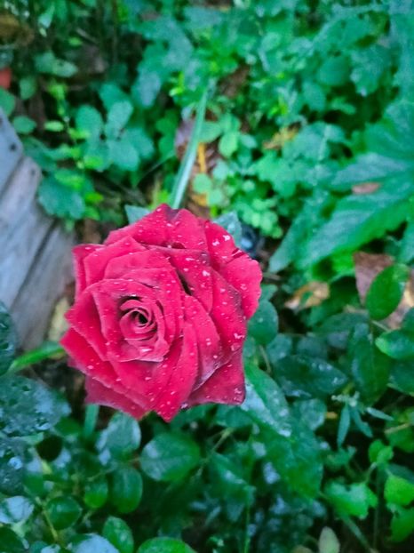 IMG20220910065847 - Septembrie 2022