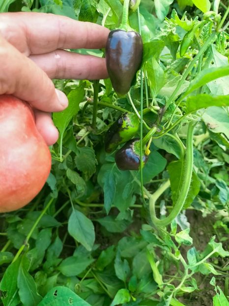 IMG20220908174133 - Septembrie 2022