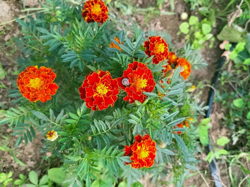 IMG20220908174020 - Septembrie 2022