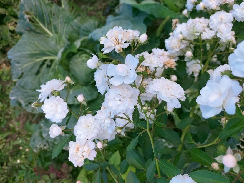 IMG20220908173901 - Septembrie 2022