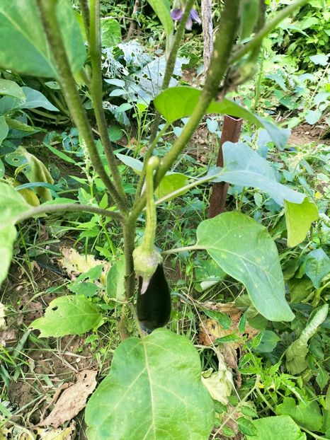 IMG20220908173729 - Septembrie 2022