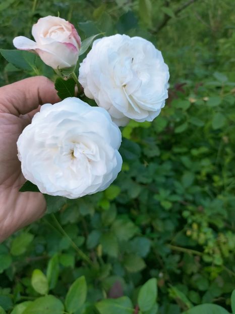 IMG20220908173411 - Septembrie 2022