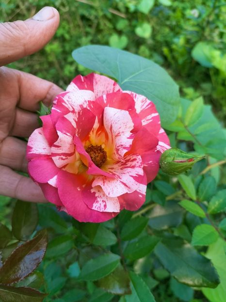 IMG20220908172750 - Septembrie 2022