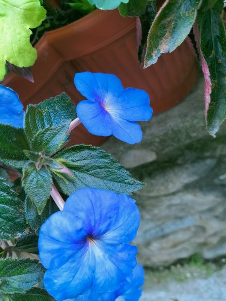 IMG20220908172448 - Septembrie 2022