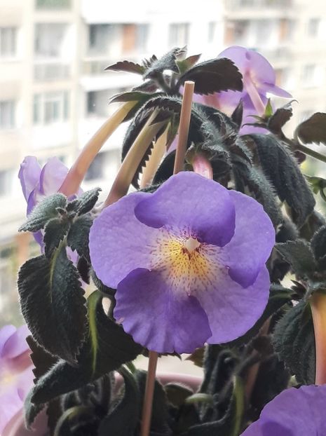 Nostalgie - ACHII 2022