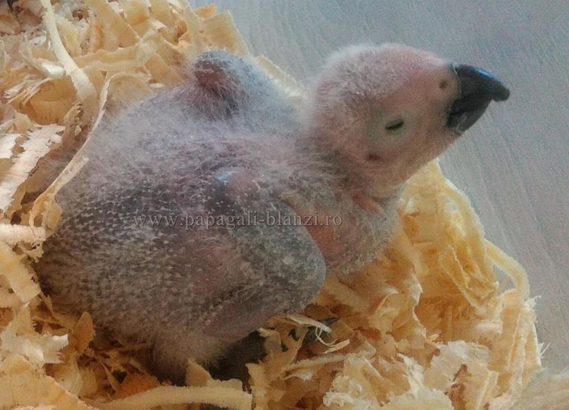 AfricanGrey-26 - papagali Jako 2022