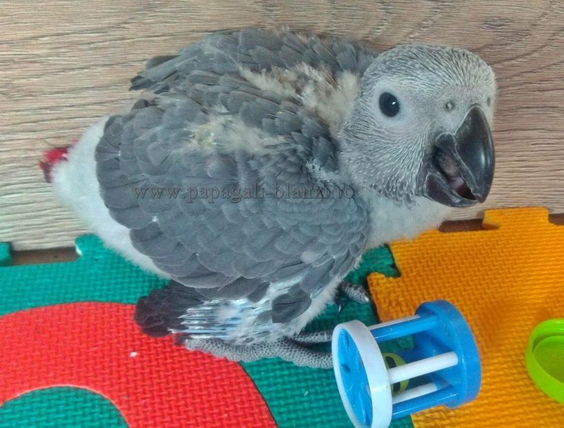 AfricanGrey-7 - papagali Jako 2022