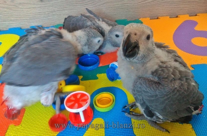 AfricanGrey-8 - papagali Jako 2022