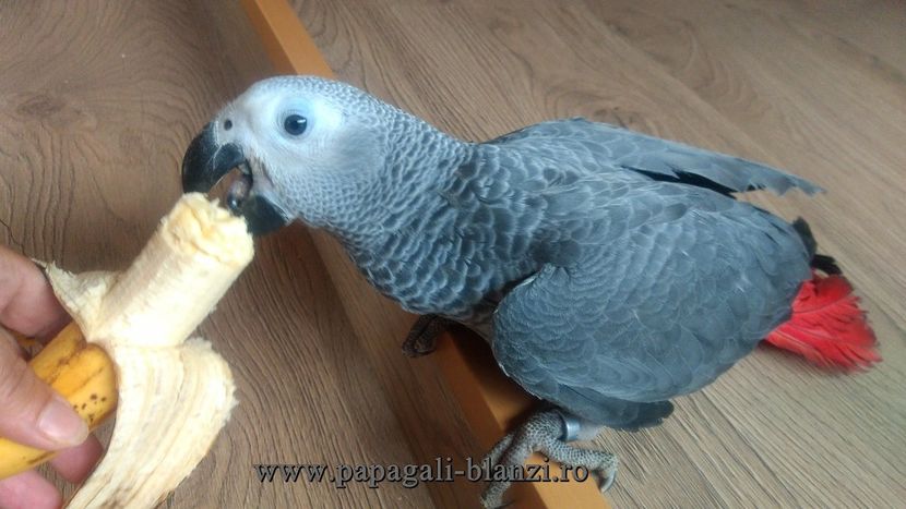 AfricanGrey-24 - papagali Jako 2022