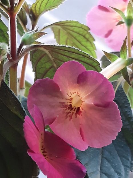 Ice Tea - ACHII 2022