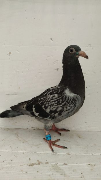  - De vânzare voiajori pui 2022