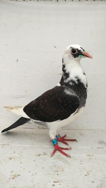  - De vânzare voiajori pui 2022