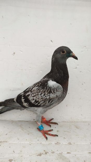  - De vânzare voiajori pui 2022