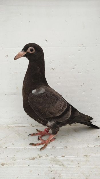 vandut - De vânzare voiajori pui 2022