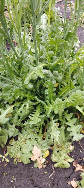  - Limonium 2022