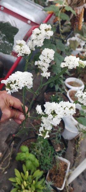  - Limonium 2022