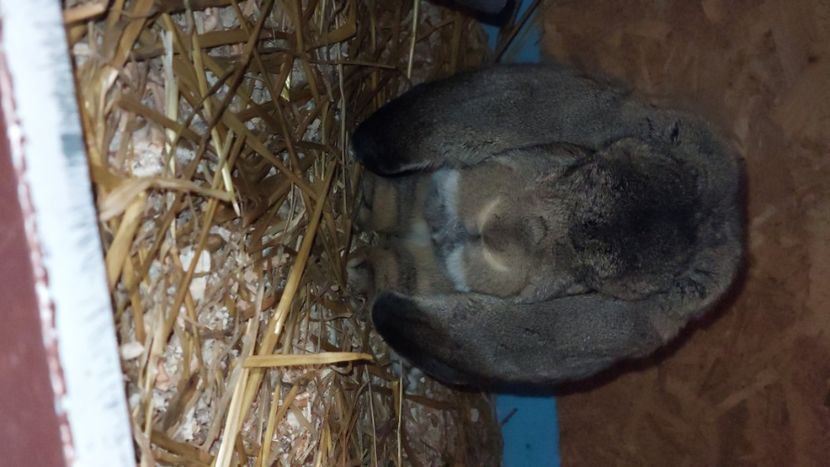  - Mascul 1 AGOUTI Alin