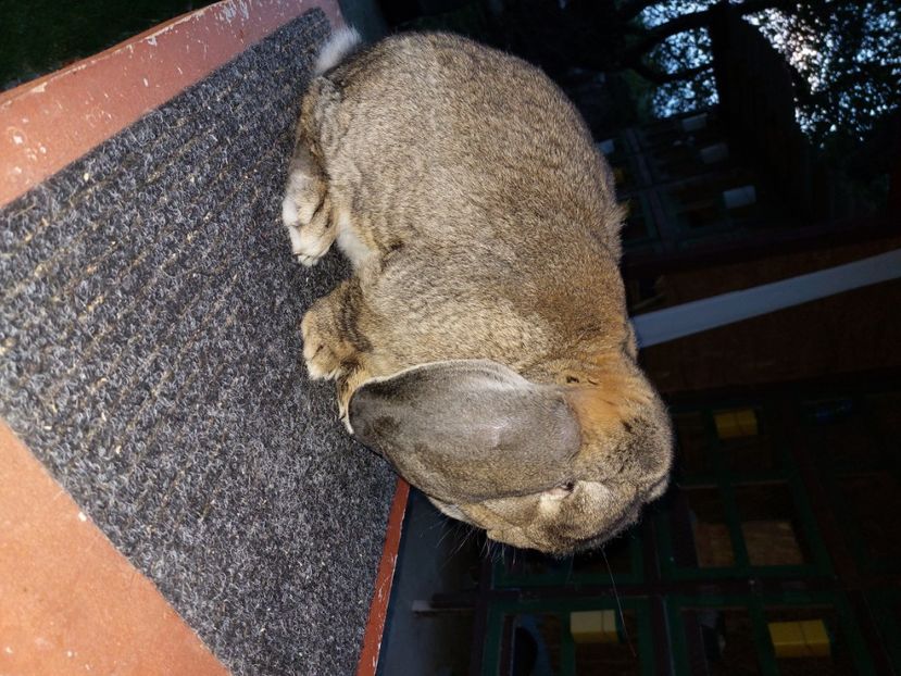  - Mascul 1 AGOUTI Alin