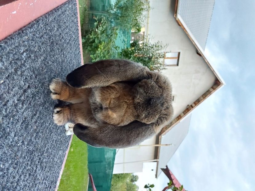  - Mascul 1 AGOUTI Alin