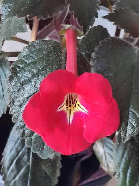 RF s Game of Thrones - ACHII 2022