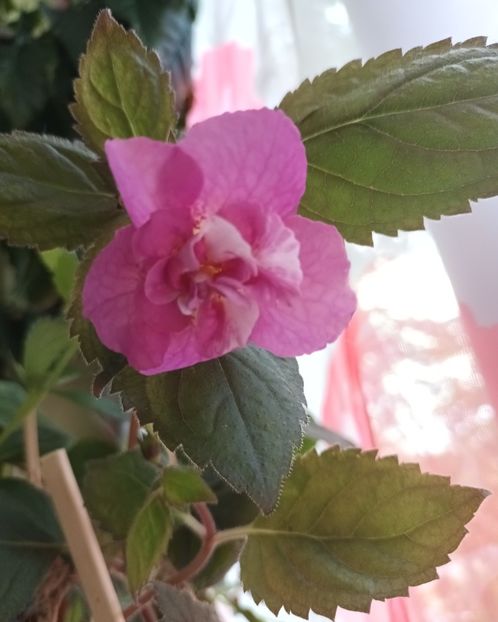 Gabitaaaaa, este minunat! - A mea zâmbitoare Gabriela