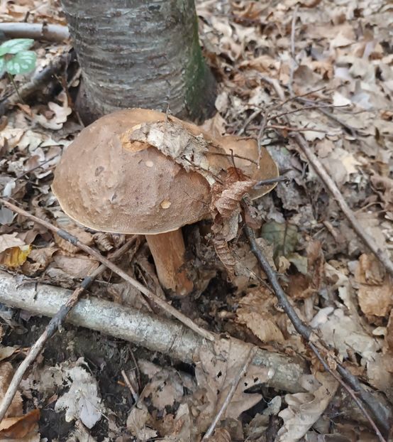 In padure - Căutând bucuria la pas