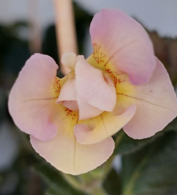  - BRID-S LUISA MARIA