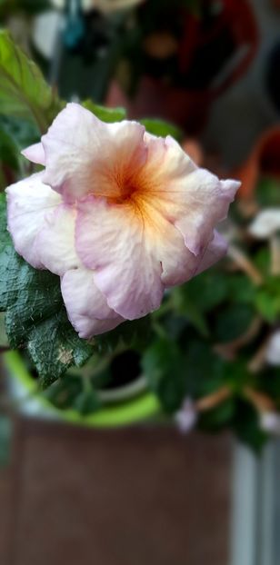 2022 - Vanilla Custard