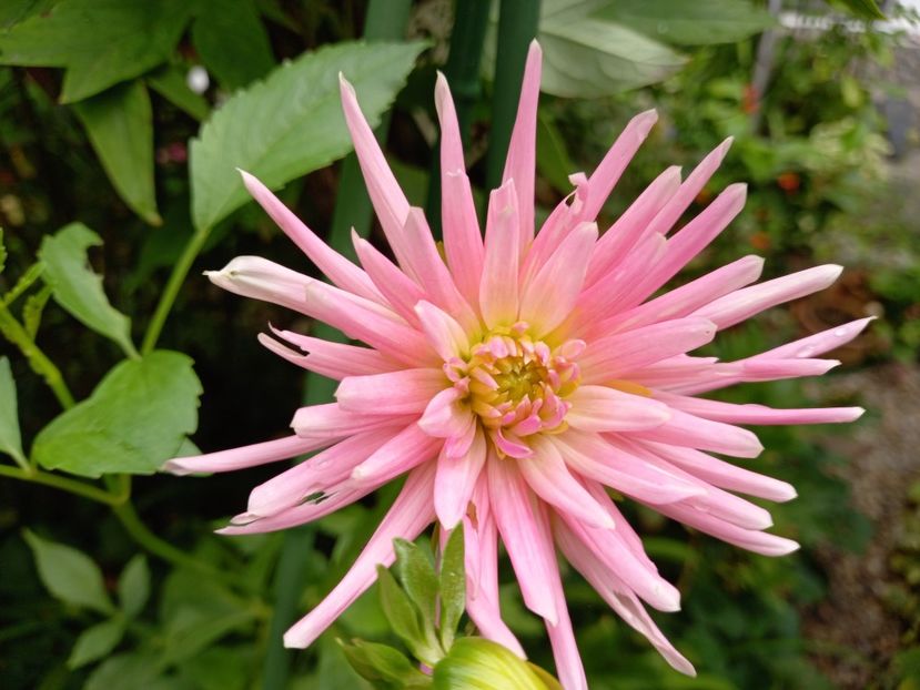  - Grădina 2022 continuare 3