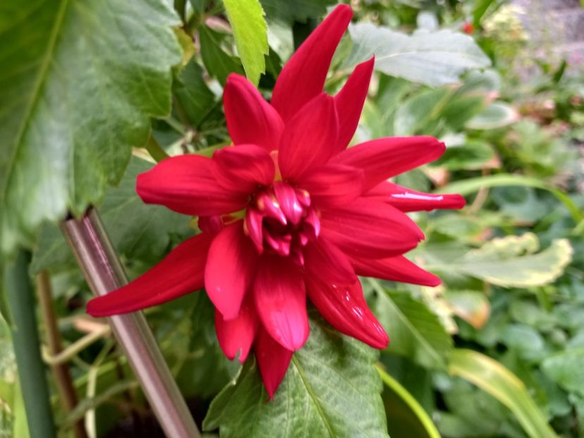  - Grădina 2022 continuare 3