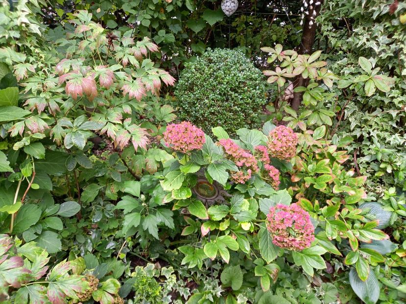  - Grădina 2022 continuare 3