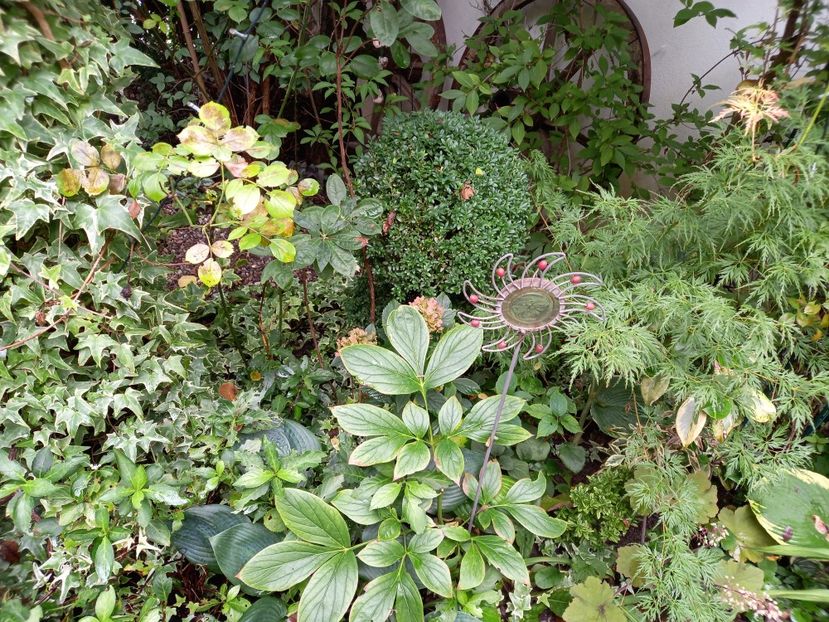  - Grădina 2022 continuare 3