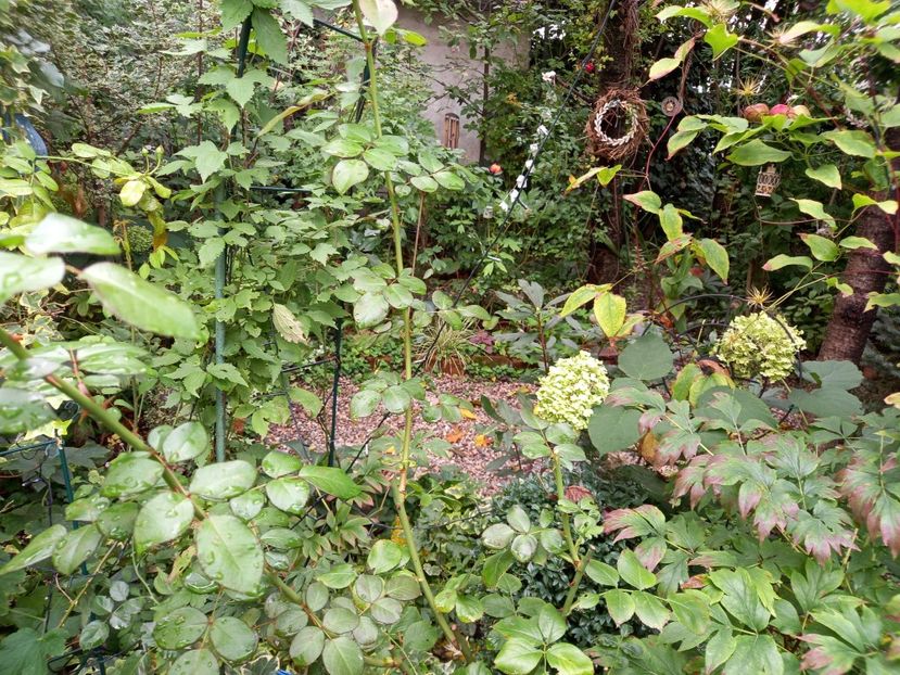  - Grădina 2022 continuare 3