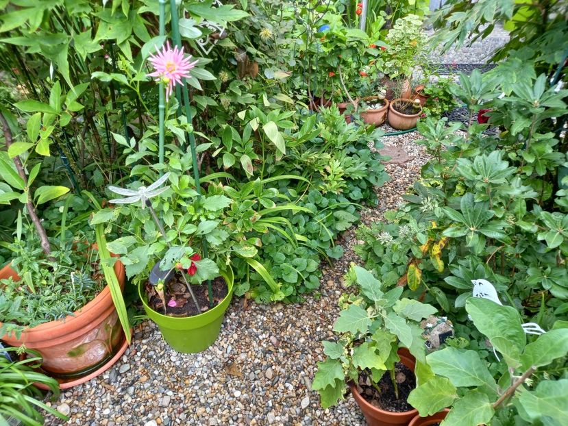  - Grădina 2022 continuare 3