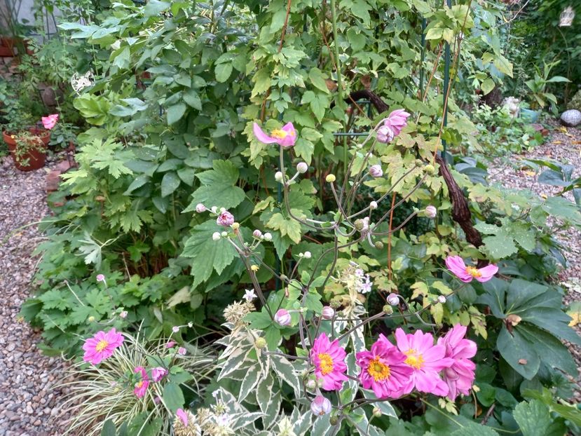  - Grădina 2022 continuare 3