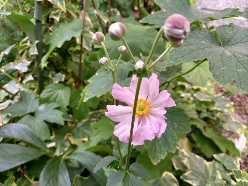  - Grădina 2022 continuare 3